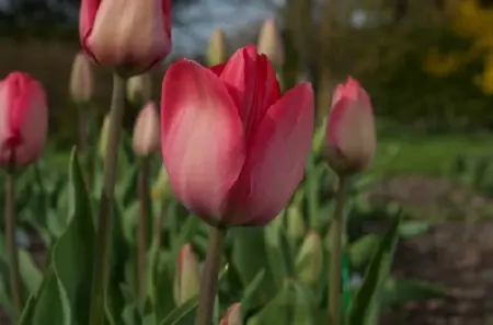 TULIPA 'Van Eijk'