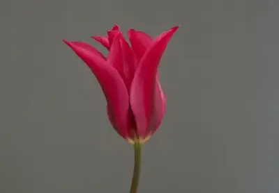 TULIPA 'Doll's Minuet'