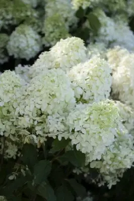 HYDRANGEA paniculata 'Silver Dollar' - image 2