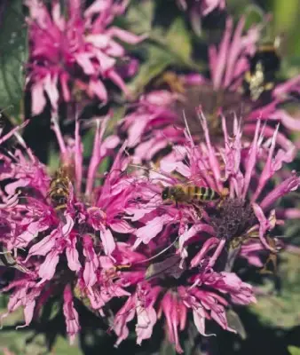 MONARDA didyma 'Balmy Pink'