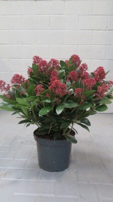 SKIMMIA japonica 'Rubella' - image 2