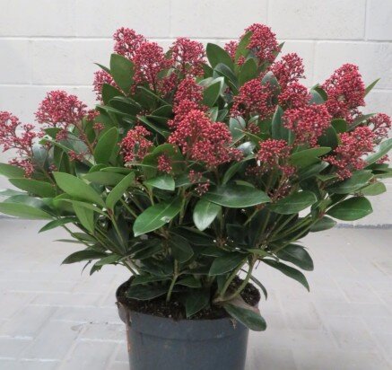 SKIMMIA japonica 'Rubella'