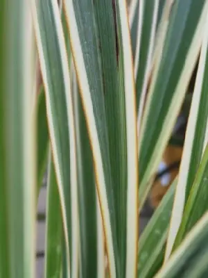 PHORMIUM 'Gold Sword'