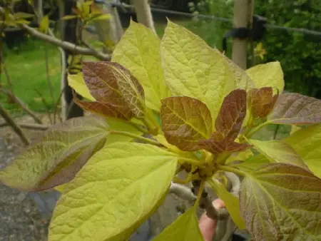 CATALPA bignonioides 'Aurea'