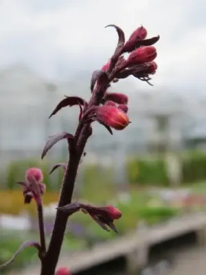 HEUCHERA 'Silverberry'