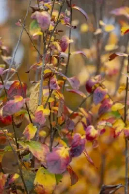 PARROTIA persica 'Persian Spire' - image 1