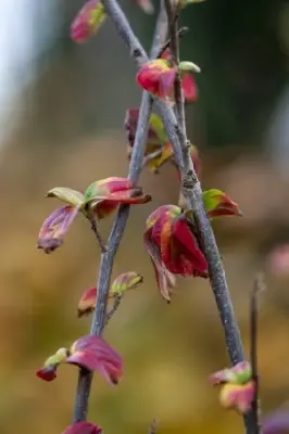 PARROTIA persica 'Persian Spire' - image 2