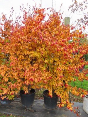 PARROTIA persica 'Persian Spire' - image 1