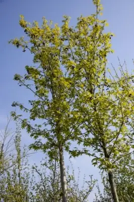 LIQUIDAMBAR styraciflua 'Worplesdon' - image 2