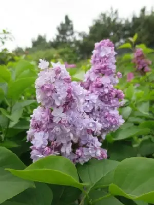 SYRINGA vulgaris 'Madame Antoine Buchner'