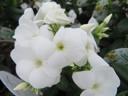 PHLOX paniculata 'Sweet Summer White'