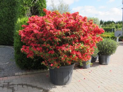 AZALEA 'Buccaneer'