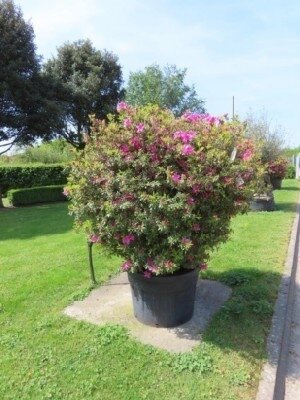 AZALEA 'Purple Splendour' - image 2