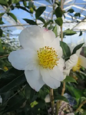 CAMELLIA sasanqua 'Narumigata'