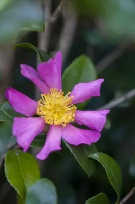 CAMELLIA sasanqua 'Cleopatra'