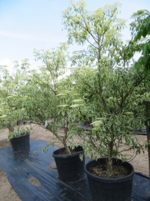 CORNUS controversa 'Variegata' - image 1