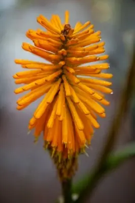 KNIPHOFIA 'Happy Halloween'