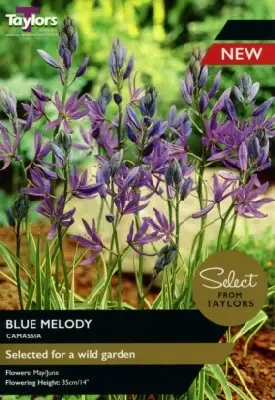 CAMASSIA quamash 'Blue Melody'