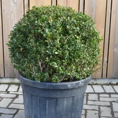 ILEX crenata 'Kinme'