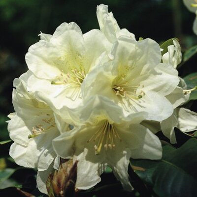 RHODODENDRON 'Bellini'