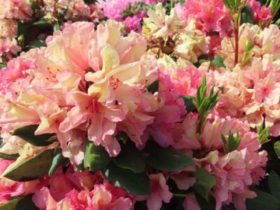 RHODODENDRON 'Brasilia' - image 2