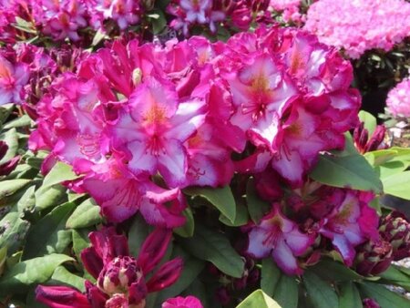 RHODODENDRON 'Pushy Purple' - image 1