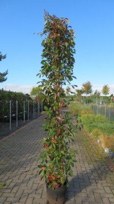 PARTHENOCISSUS henryana