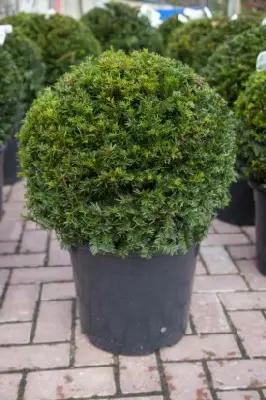 TAXUS baccata