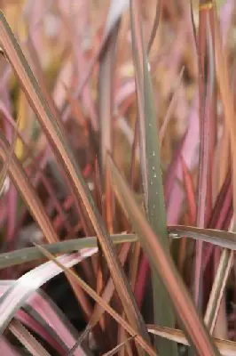 PHORMIUM 'Evening Glow'