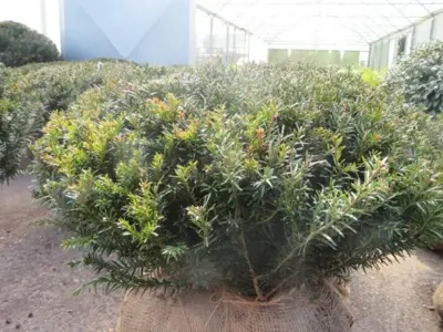 TAXUS baccata 'Renke's Little Green' - image 1