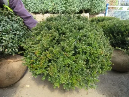 TAXUS baccata 'Renke's Little Green' - image 2