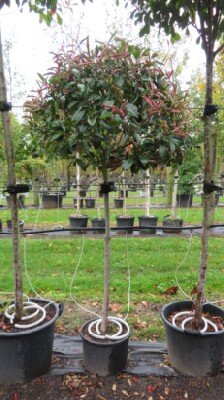 PHOTINIA x fraseri 'Red Robin'