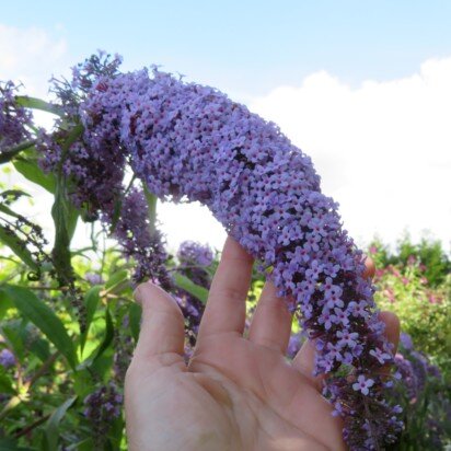 BUDDLEJA davidii 'Wisteria Lane' - image 3