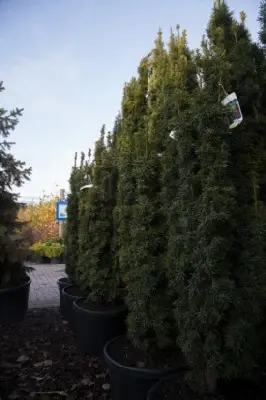 TAXUS baccata 'Fastigiata Robusta'