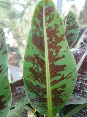 MUSA acuminata 'Dwarf Cavendish' - image 1