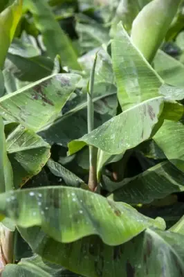 MUSA acuminata 'Dwarf Cavendish' - image 2