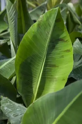 MUSA acuminata 'Dwarf Cavendish' - image 3