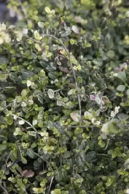 EUONYMUS fortunei 'Silver Stone'