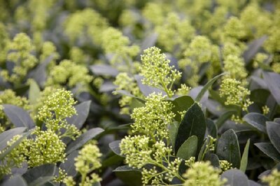 SKIMMIA japonica 'Finchy' - image 1