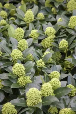 SKIMMIA japonica 'White Globe'