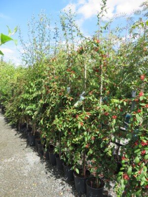 COTONEASTER 'Hybridus Pendulus'