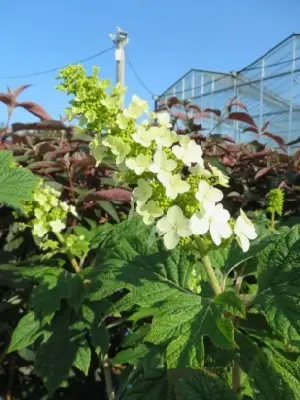 HYDRANGEA quercifolia 'Gatsby Girl'