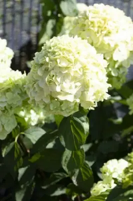 HYDRANGEA paniculata 'Limelight Prime' - image 2