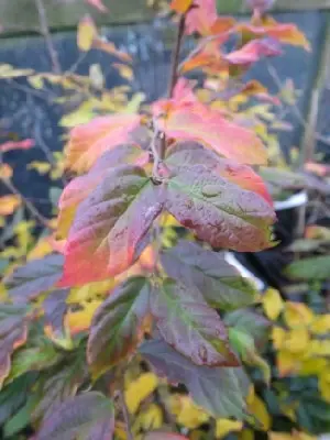 SYCOPARROTIA semidecidua 'Purple Haze'