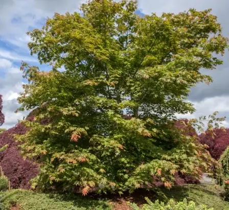 ACER x pseudosieboldianum 'North Wind'