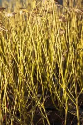 CORNUS sericea 'Flaviramea' - image 1