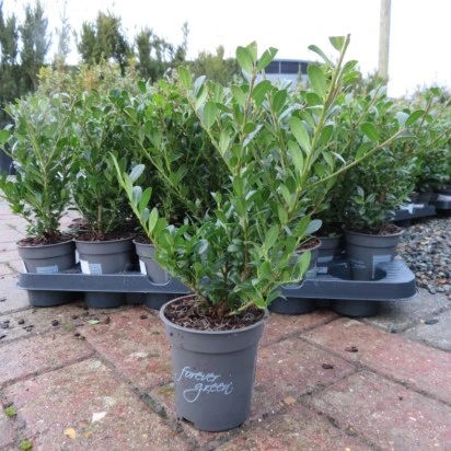 ILEX crenata 'Luxus Hedge' - Provender Nurseries - Wholesale Nursery in ...