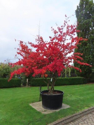 PARROTIA persica - image 1