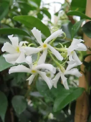 TRACHELOSPERMUM jasminoides - image 3