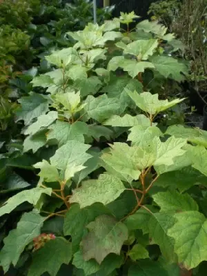 HYDRANGEA quercifolia - image 1